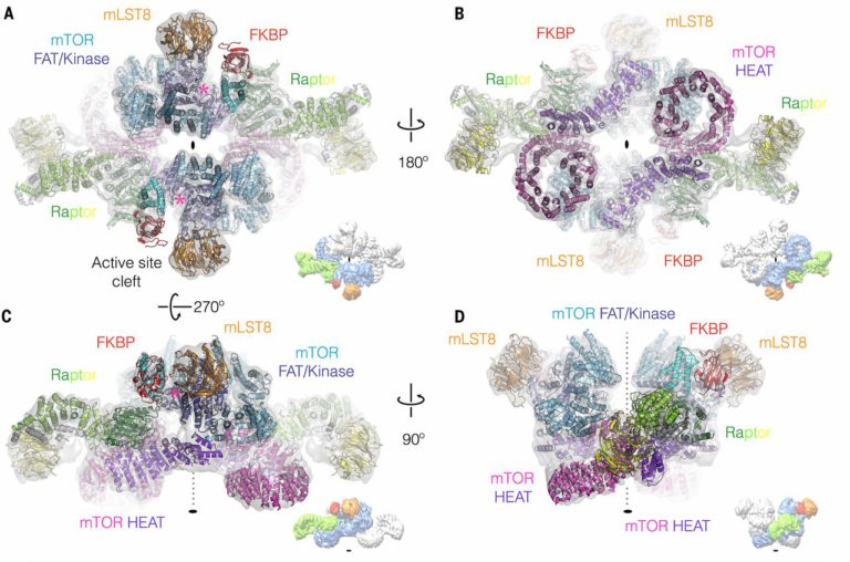 MTORC1 STRUCTURE SOLVED USING MULTIBAC - Geneva Biotech