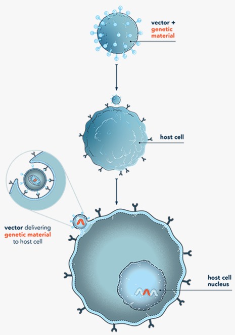 Gene Therapy Diagram